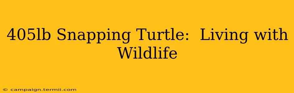 405lb Snapping Turtle:  Living with Wildlife