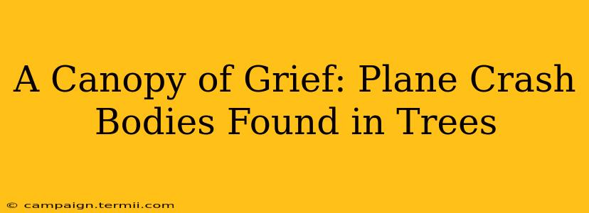 A Canopy of Grief: Plane Crash Bodies Found in Trees