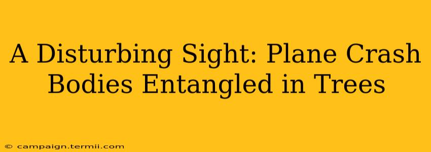 A Disturbing Sight: Plane Crash Bodies Entangled in Trees