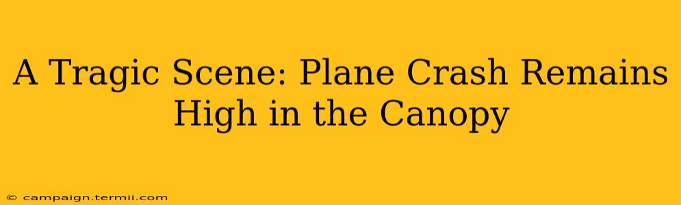 A Tragic Scene: Plane Crash Remains High in the Canopy