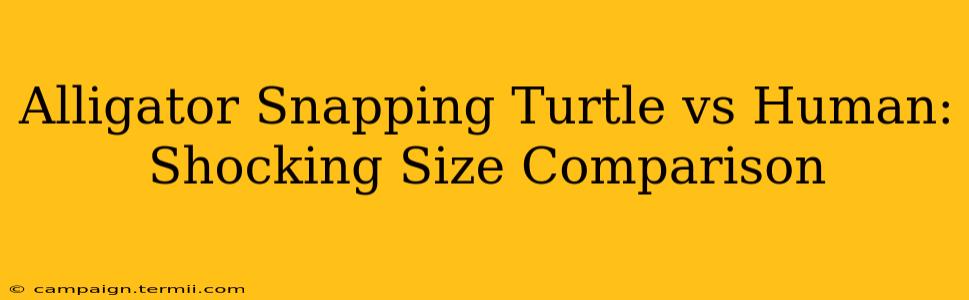 Alligator Snapping Turtle vs Human: Shocking Size Comparison