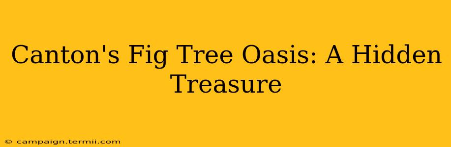 Canton's Fig Tree Oasis: A Hidden Treasure