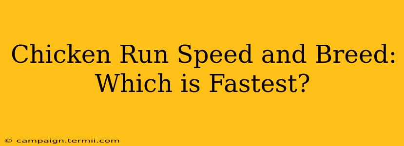 Chicken Run Speed and Breed: Which is Fastest?