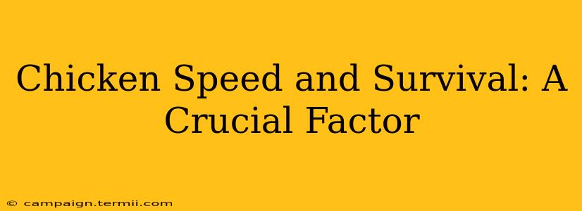 Chicken Speed and Survival: A Crucial Factor