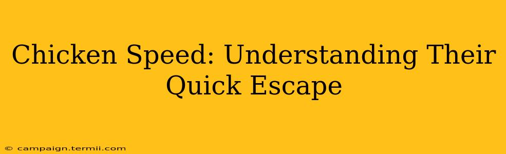 Chicken Speed: Understanding Their Quick Escape