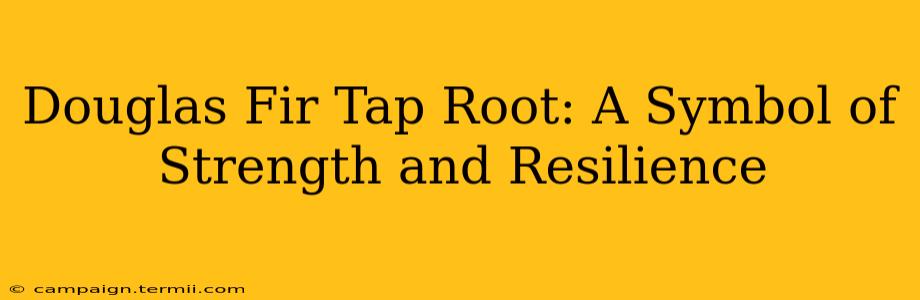 Douglas Fir Tap Root: A Symbol of Strength and Resilience