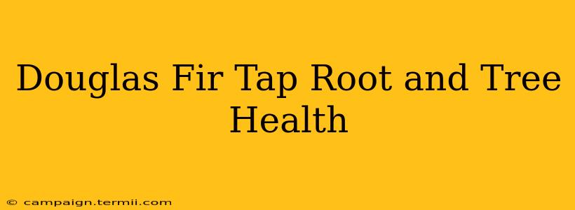 Douglas Fir Tap Root and Tree Health