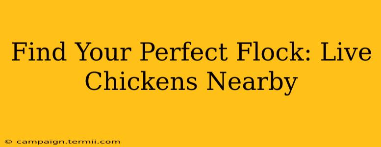 Find Your Perfect Flock: Live Chickens Nearby