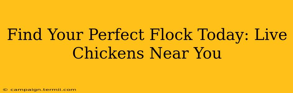 Find Your Perfect Flock Today: Live Chickens Near You