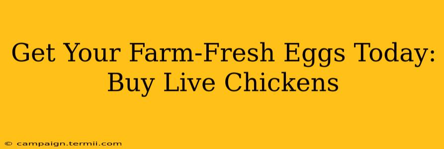 Get Your Farm-Fresh Eggs Today: Buy Live Chickens