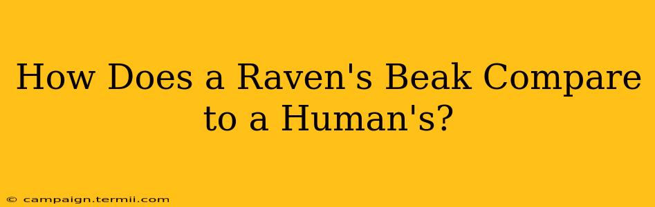 How Does a Raven's Beak Compare to a Human's?