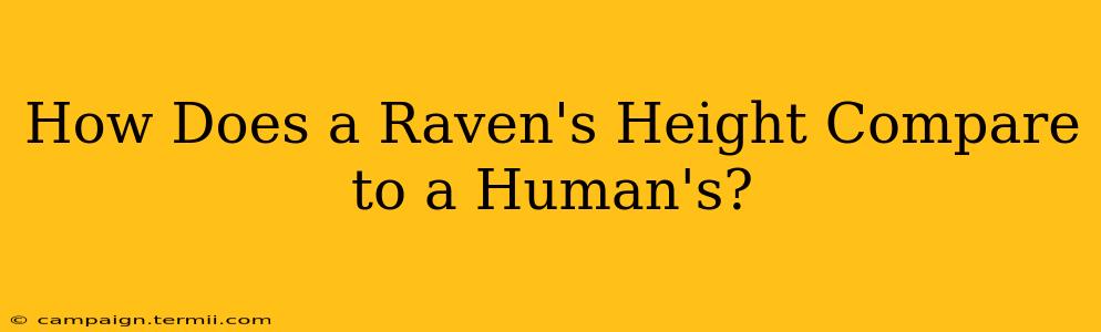 How Does a Raven's Height Compare to a Human's?