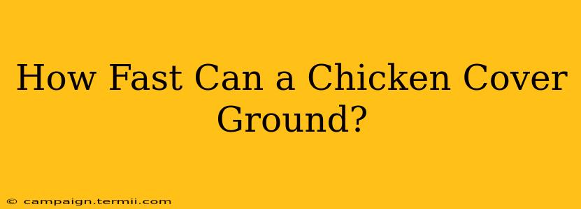 How Fast Can a Chicken Cover Ground?