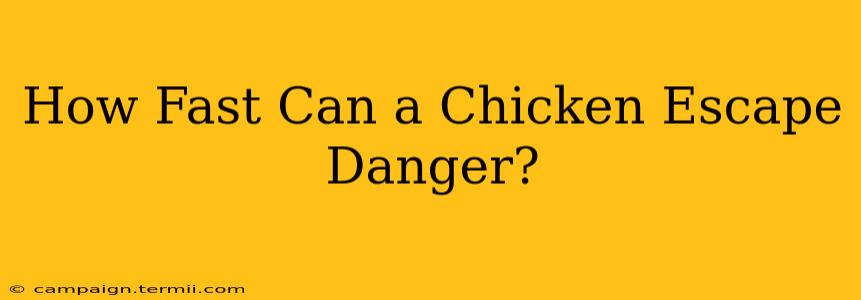 How Fast Can a Chicken Escape Danger?