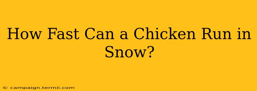 How Fast Can a Chicken Run in Snow?