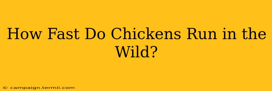 How Fast Do Chickens Run in the Wild?