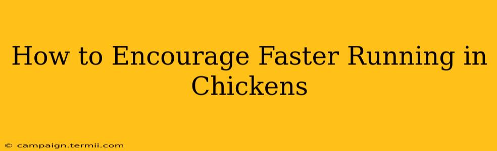 How to Encourage Faster Running in Chickens