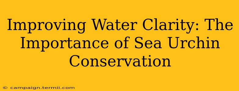 Improving Water Clarity: The Importance of Sea Urchin Conservation