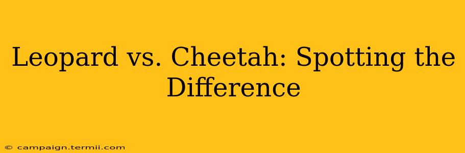 Leopard vs. Cheetah: Spotting the Difference