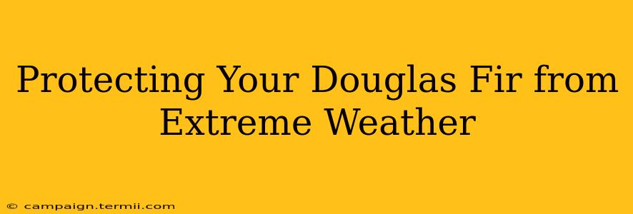 Protecting Your Douglas Fir from Extreme Weather