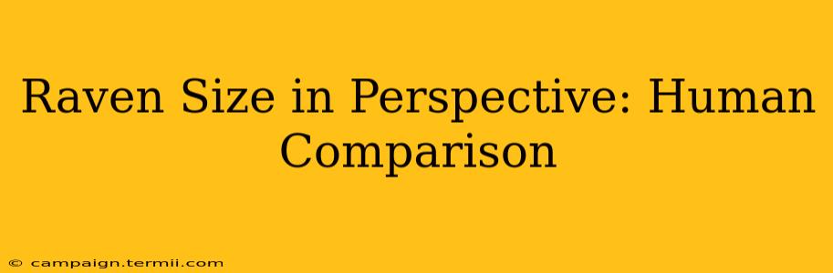 Raven Size in Perspective: Human Comparison