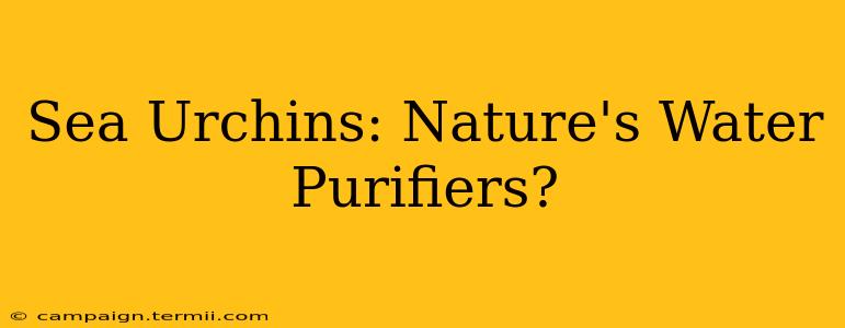 Sea Urchins: Nature's Water Purifiers?