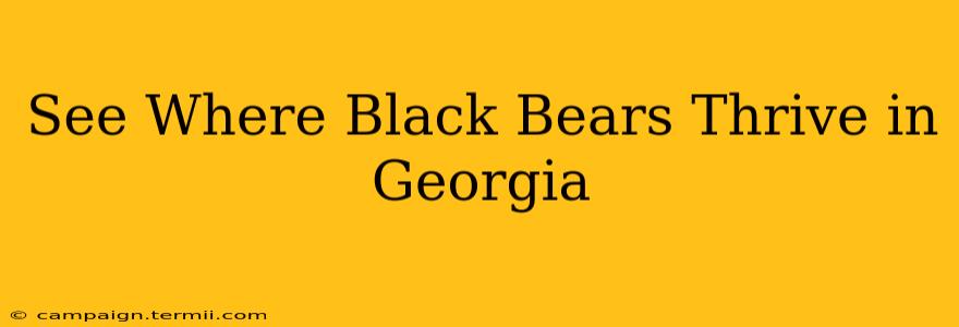 See Where Black Bears Thrive in Georgia