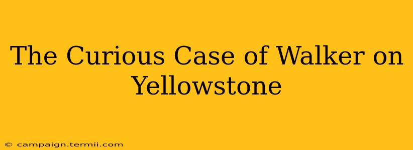 The Curious Case of Walker on Yellowstone