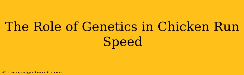 The Role of Genetics in Chicken Run Speed