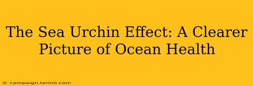 The Sea Urchin Effect: A Clearer Picture of Ocean Health