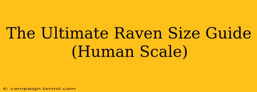 The Ultimate Raven Size Guide (Human Scale)