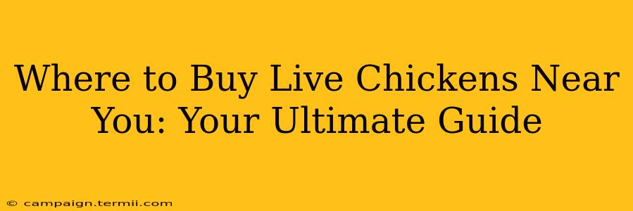 Where to Buy Live Chickens Near You: Your Ultimate Guide