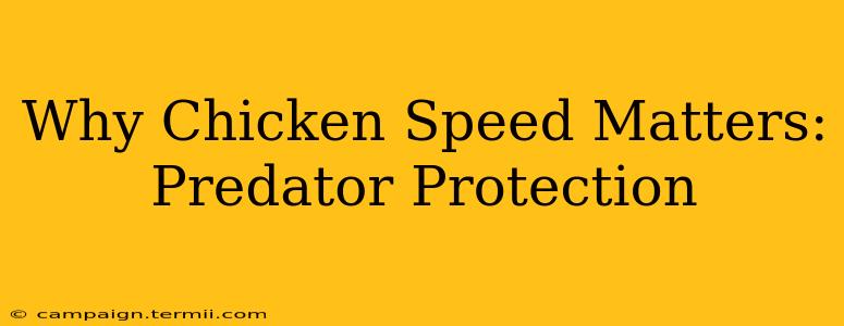 Why Chicken Speed Matters: Predator Protection