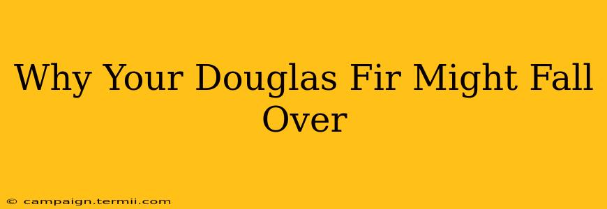 Why Your Douglas Fir Might Fall Over