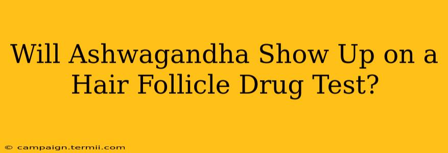 Will Ashwagandha Show Up on a Hair Follicle Drug Test?